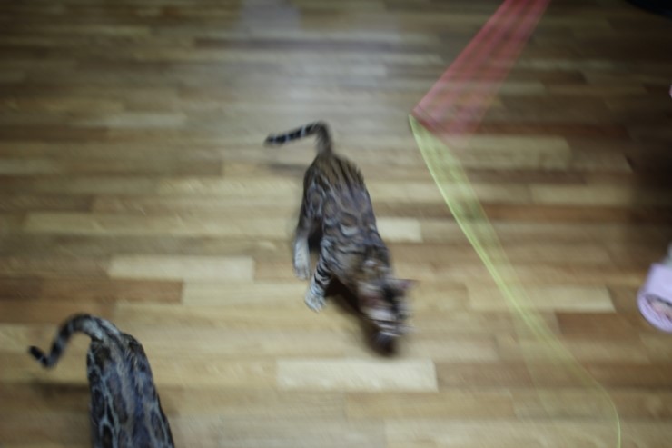 뱅갈고양이 아이들 신나게 노는 아이들~ 관련 이미지 17