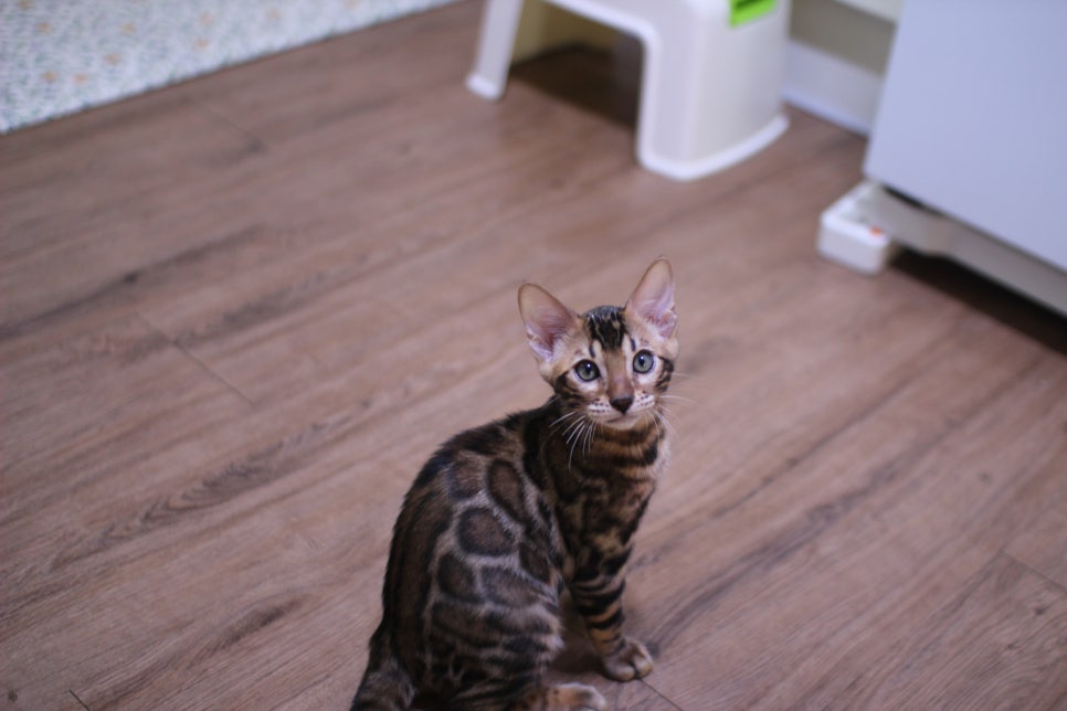 브라운 뱅갈고양이 개냥이 중에 개냥이 남아들 분양해요~ 관련 이미지 3