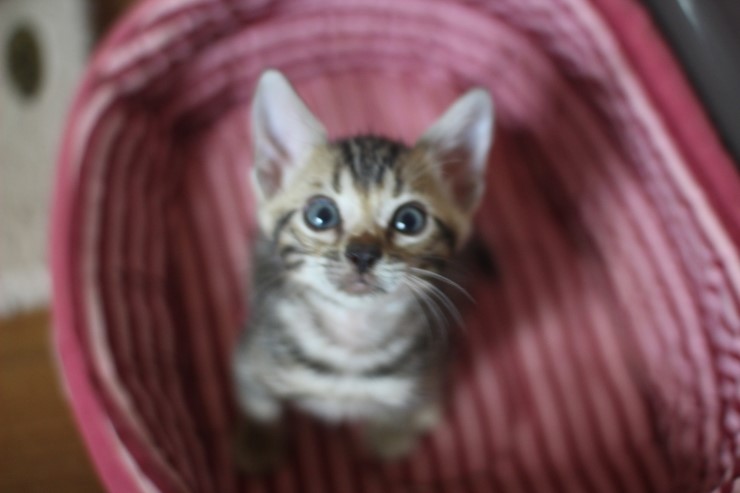 다시봐도 궈여운 뱅갈고양이들 꼬맹이때 사진^^ 관련 이미지 6