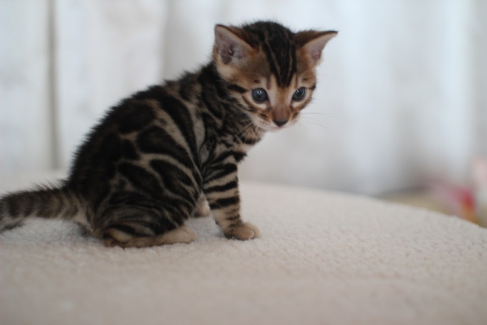 어메이징 브라운 뱅갈고양이 남아2~ 관련 이미지 1