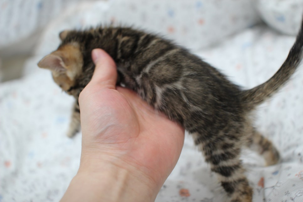 깔끔한 빅로젯이 이쁜 뱅갈고양이 남아 분양해요~ 관련 이미지 4