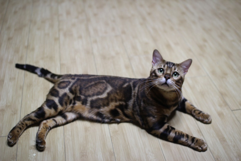 뱅갈고양이 블랙홀 강아지야 고양이야? ^^ 관련 이미지 1