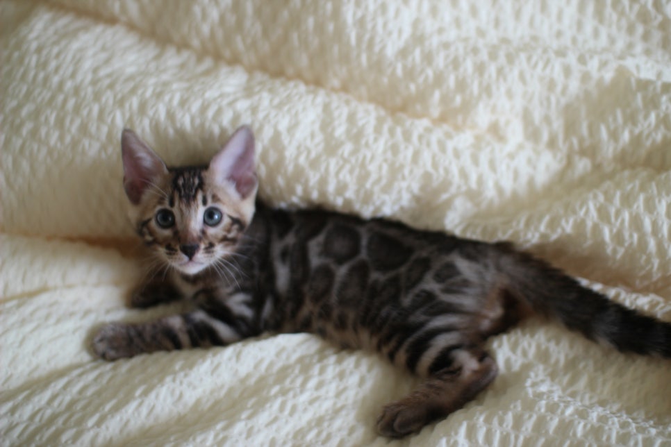 뱅갈고양이 막둥이 분양해요~ 관련 이미지 18