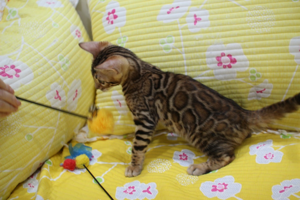 우량아 개냥이 브라운 뱅갈고양이 여아 분양해요~ 관련 이미지 4