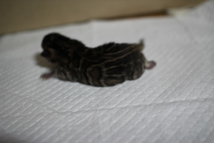 뱅갈고양이 꼬물이 태어났습니다~ 관련 이미지 6