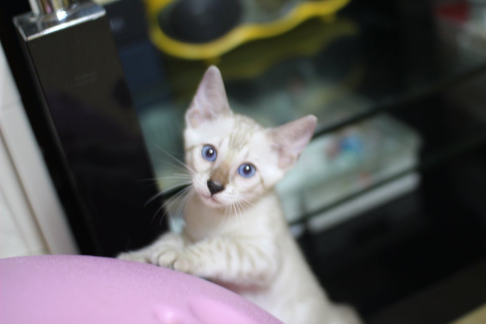 스노우뱅갈고양이 푸른눈에 빠져들어요~ 관련 이미지 2