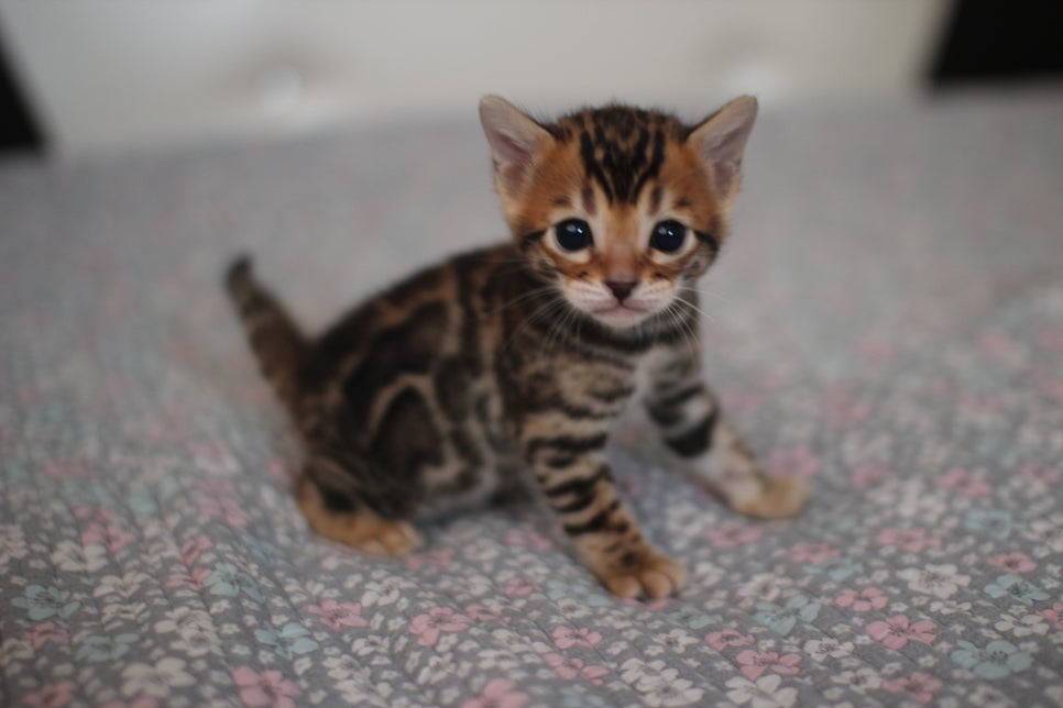 뱅갈고양이분양 동화속에 나오는 아이들! 관련 이미지 3