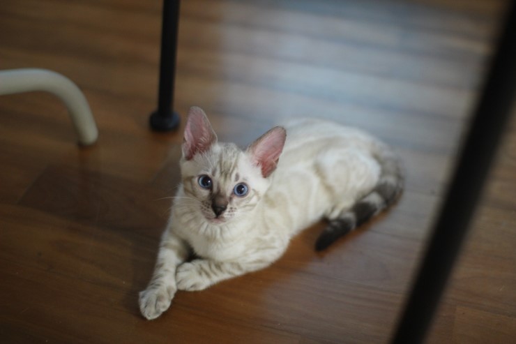 다시봐도 궈여운 뱅갈고양이들 꼬맹이때 사진^^ 관련 이미지 5