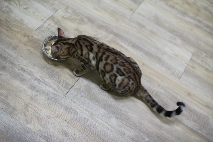 뱅갈고양이,뱅갈고양이 분양,오늘은 브라운 뱅갈아이들 입니다~~~~~~~ 관련 이미지 5