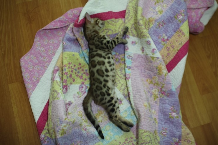 뱅갈고양이 울피와 카이예요~ 관련 이미지 2