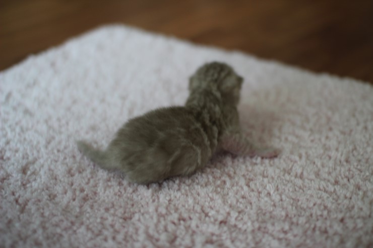 실밍크뱅갈고양이 꼬물이들 남매에요 관련 이미지 9