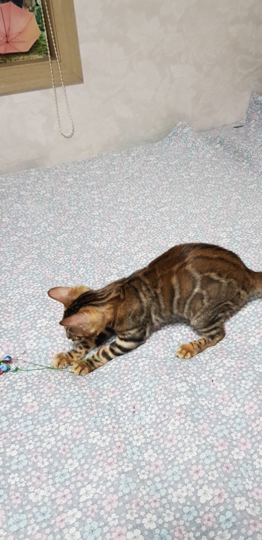 브라운 뱅갈고양이 여아 분양해요~ 관련 이미지 7