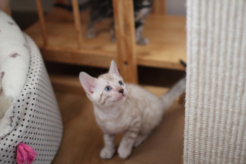 뱅갈고양이분양 요정 같나요? 관련 이미지 2