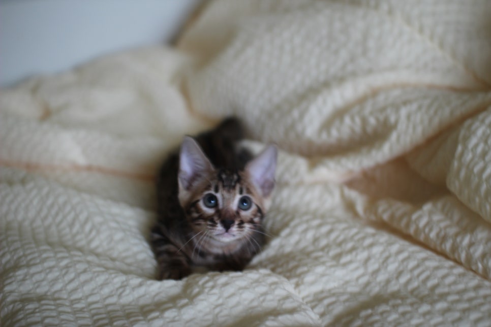 뱅갈고양이 막둥이 분양해요~ 관련 이미지 5