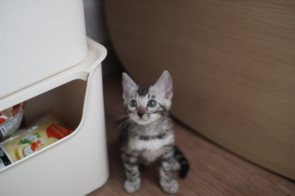 실버뱅갈고양이 남아 오늘 모습~ 관련 이미지 3