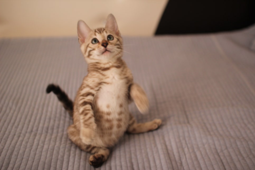 실밍크,브라운,실버뱅갈고양이 분양 합니다~ 관련 이미지 5