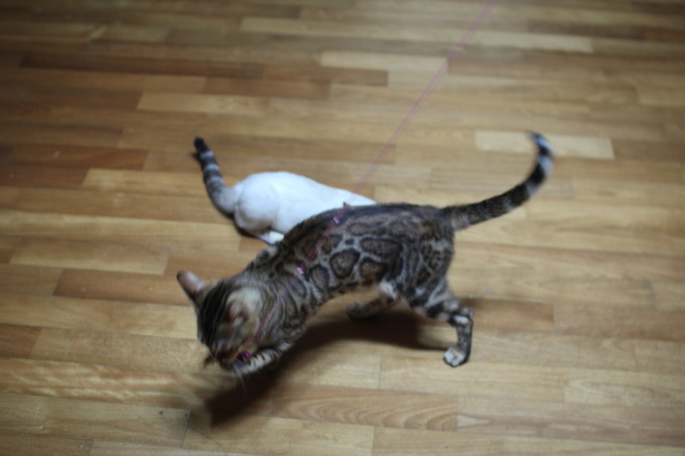 장난꾸러기 뱅갈고양이 리엔~ 관련 이미지 5