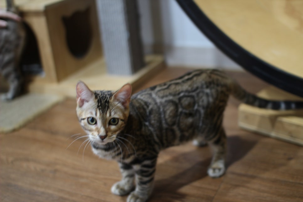 애교가 넘치는 미남 뱅갈고양이 분양해요~ 관련 이미지 4