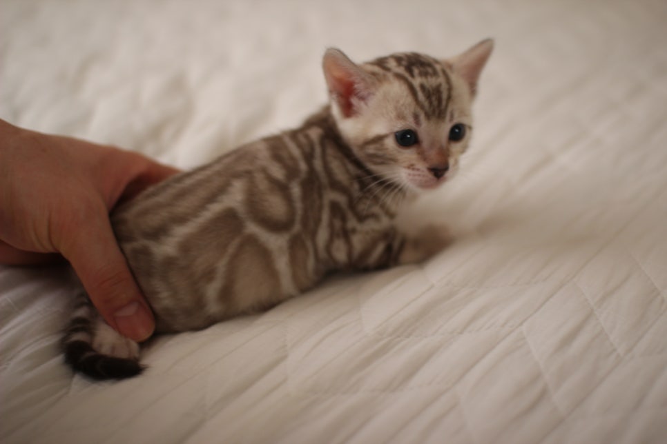 멋진 빅로젯 실밍크뱅갈고양이 남아 분양해요~ 관련 이미지 6