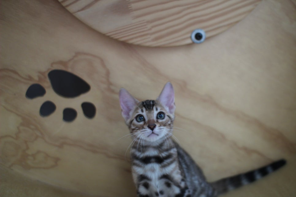 클라우드 로젯이 멋진 뱅갈고양이 여아 분양해요~ 관련 이미지 2