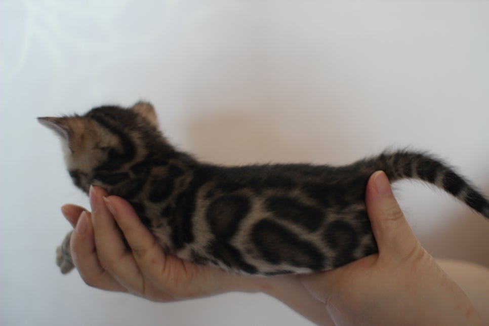 빅로젯 뱅갈고양이 삼형제예요~ 관련 이미지 11