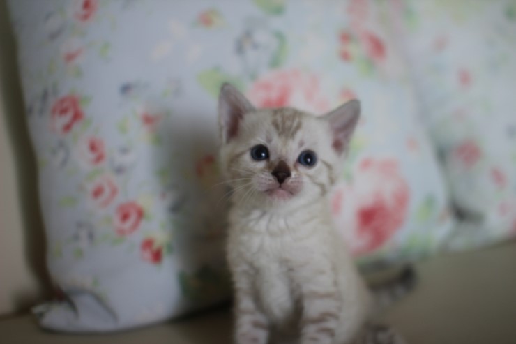 스노우 뱅갈고양이 흰둥이 예약 분양 합니다~ 관련 이미지 9