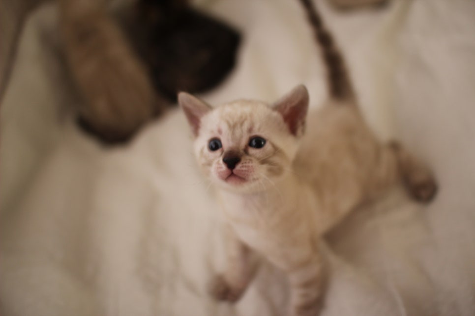 스노우뱅갈고양이 꼬맹이들 분양해요~ 관련 이미지 7