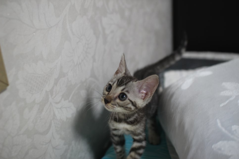 실버뱅갈고양이 순둥순둥 개냥이 여아예요~ 관련 이미지 3