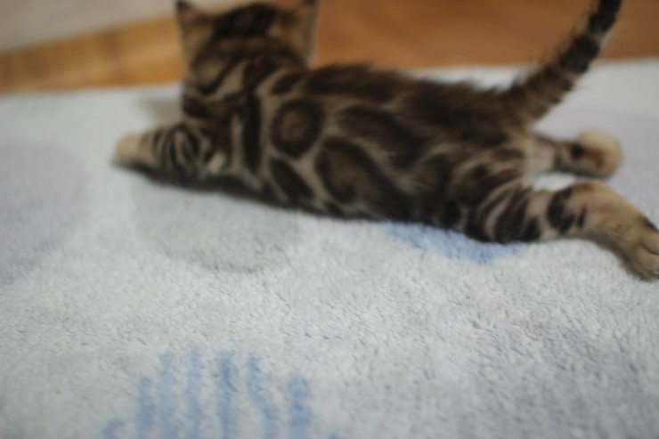 뱅갈고양이 빅로젯 꼬맹이예요~ 관련 이미지 6