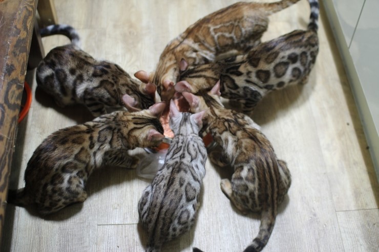 뱅갈고양이 장고 닭고기 생식 적응중^^ 관련 이미지 5
