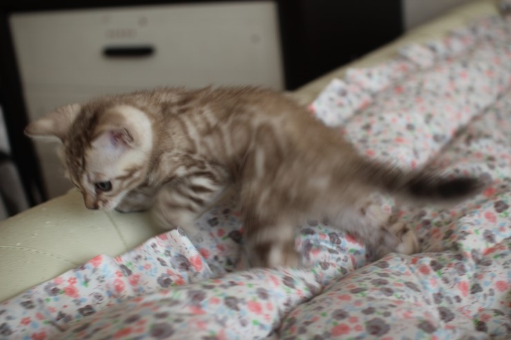 실밍크 뱅갈고양이 꼬맹이 남아에요~~ 관련 이미지 2