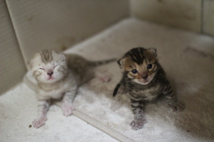 실밍크 뱅갈고양이,브라운 뱅갈고양이 형제예요~ 관련 이미지 3