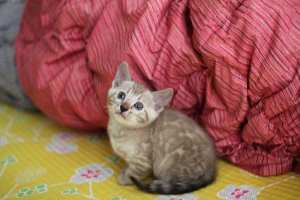 실밍크뱅갈고양이 남아 분양중 입니다~ 관련 이미지 2