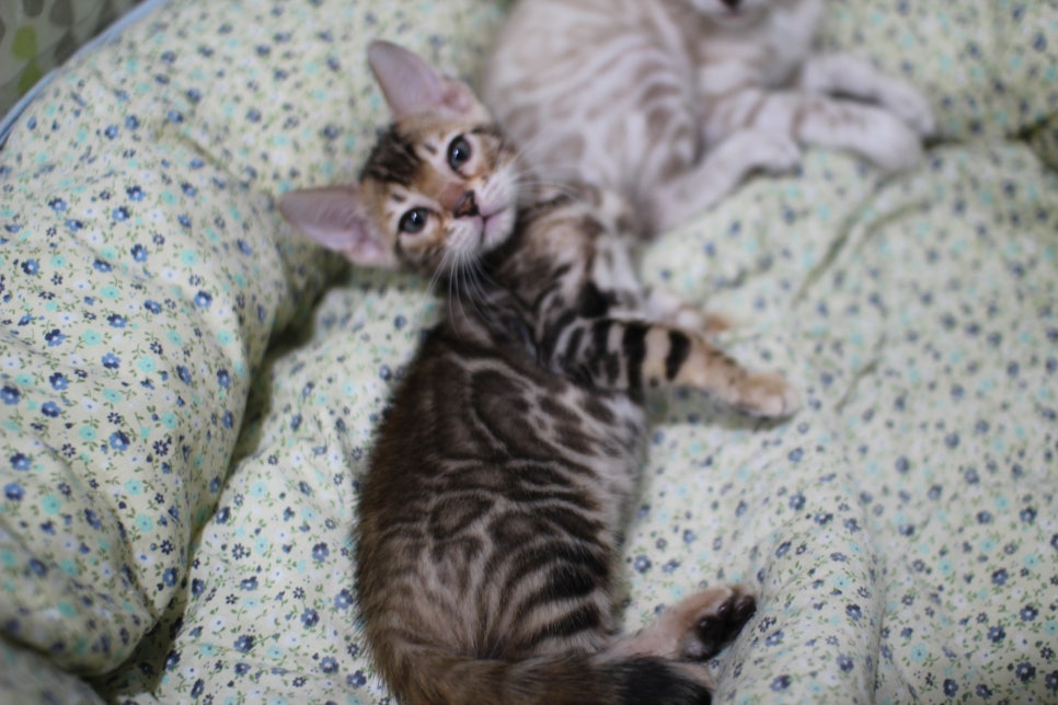 브라운 뱅갈고양이 여아 분양해요~ 관련 이미지 6