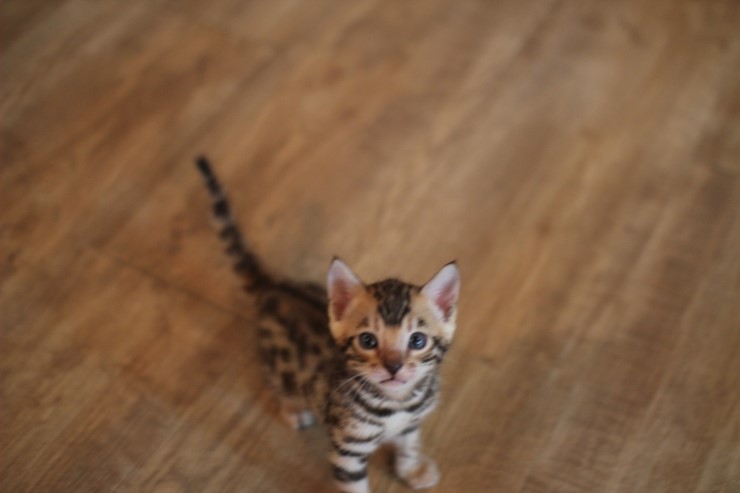 숙자와 동생들..(뱅갈고양이) 관련 이미지 3