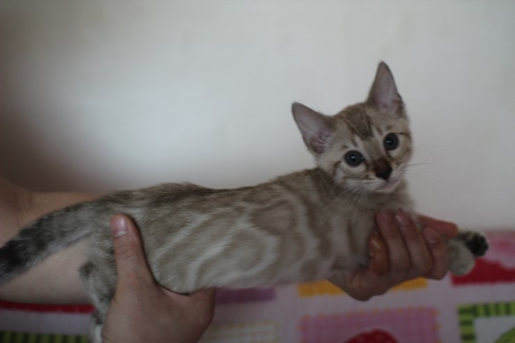 실밍크 뱅갈고양이 남아 분양합니다~ 관련 이미지 10