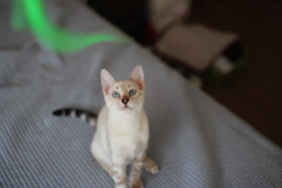 말괄량이 우량아 스노우뱅갈고양이 여아예요~ 관련 이미지 1