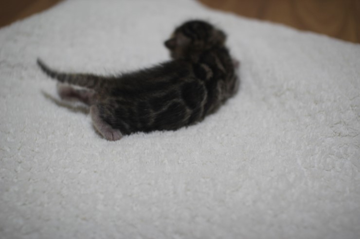 브라운 뱅갈고양이 꼬물이 남아예요~ 관련 이미지 6
