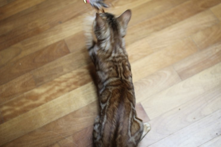 뱅갈고양이 스텔라 신났구나~~ 관련 이미지 9