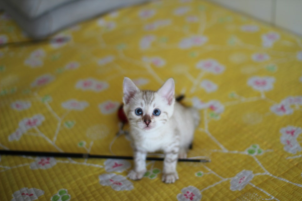 앙증깜찍 개냥이 스노우뱅갈고양이 여아 분양해요~ 관련 이미지 4