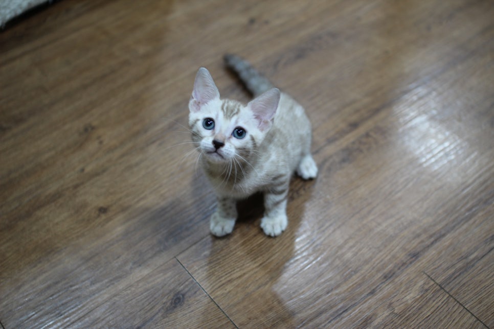 실밍크뱅갈고양이 여아 분양해요~ 관련 이미지 1