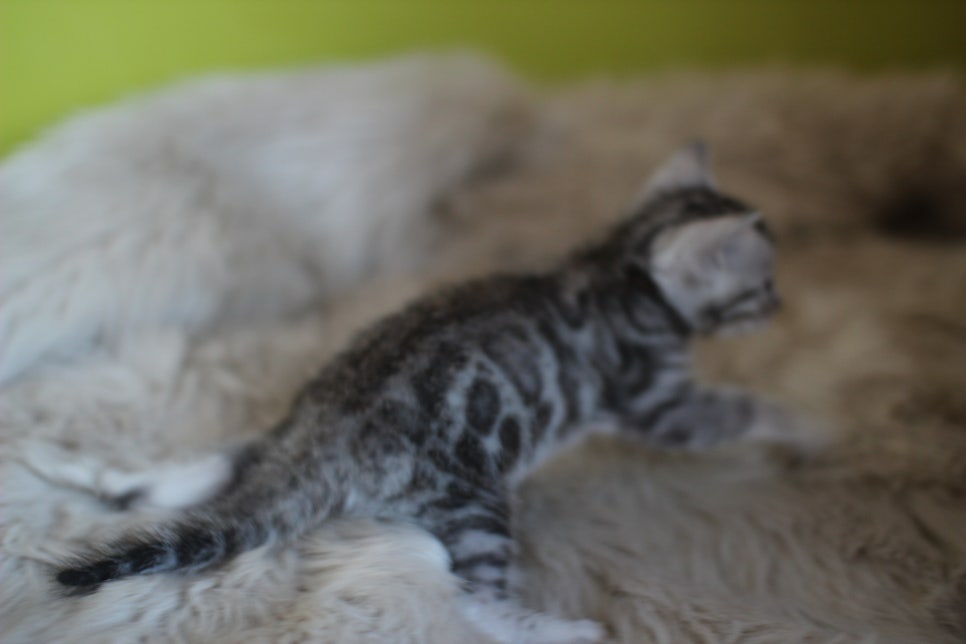 뱅갈고양이 분양 부티가 흘러요 흘러~ 관련 이미지 15