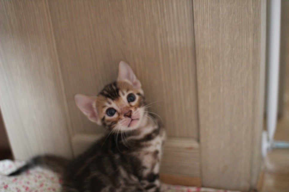 클라우드 로젯이 멋진 브라운 뱅갈고양이 여아 분양해요~ 관련 이미지 3