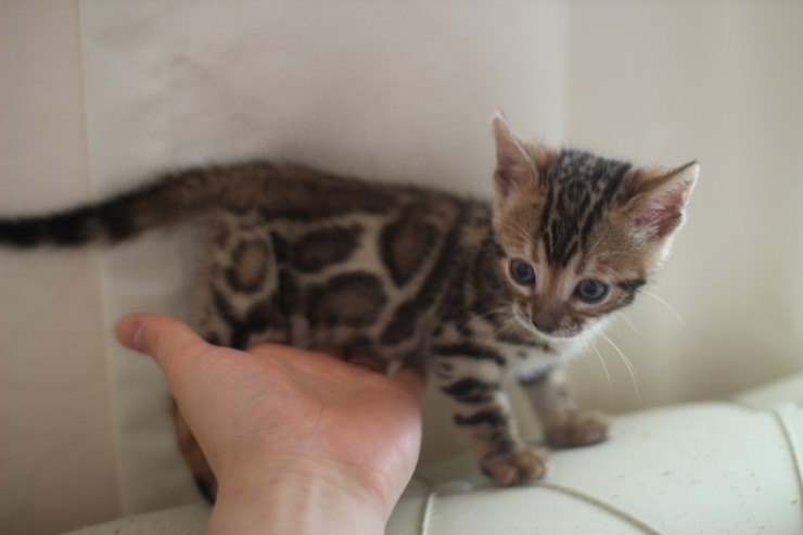 빅로젯 뱅갈고양이 남아2도 많이 컸어요~ 관련 이미지 15