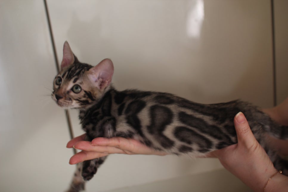 브라운 뱅갈고양이 분양중인 아이들 오늘 모습 입니다~ 관련 이미지 3