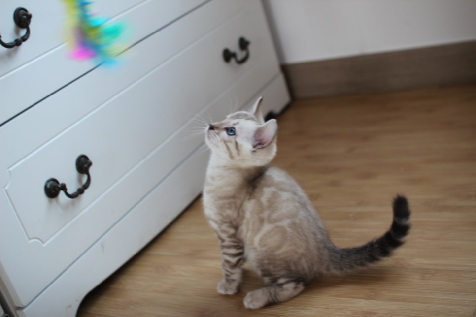 스노우뱅갈고양이 꼬맹이 신났네 신났어 관련 이미지 19