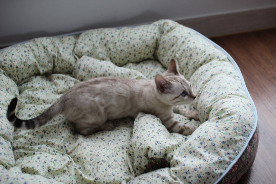 스노우뱅갈고양이 남아 분양해요~ 관련 이미지 4