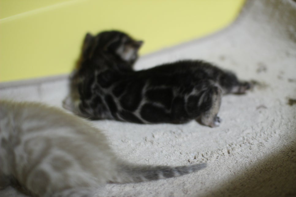 브라운과 실밍크 뱅갈고양이 꼬물이~ 관련 이미지 6