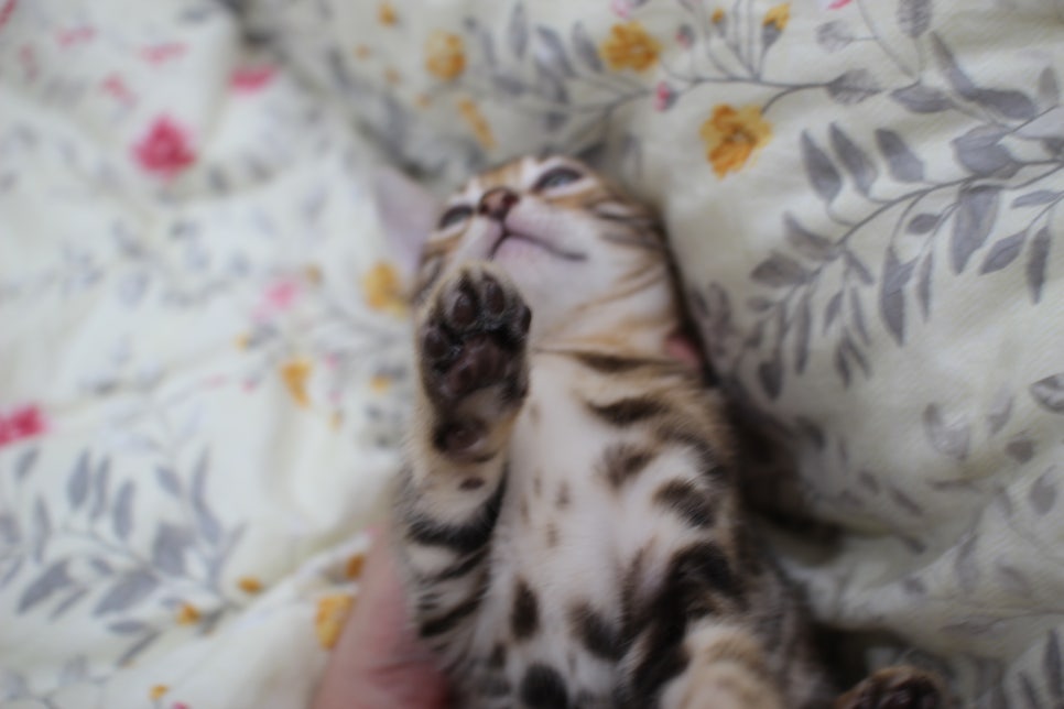 순종적인 성격에 브라운 뱅갈고양이 남아 분양해요~ 관련 이미지 8