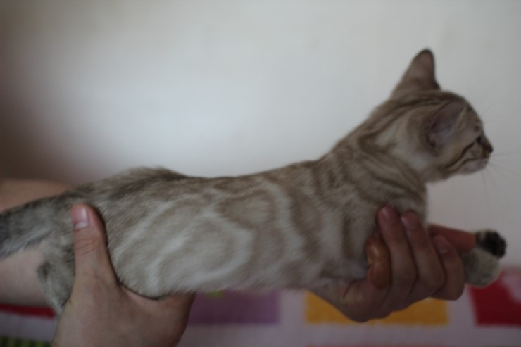 실밍크 뱅갈고양이 남아 분양합니다~ 관련 이미지 6